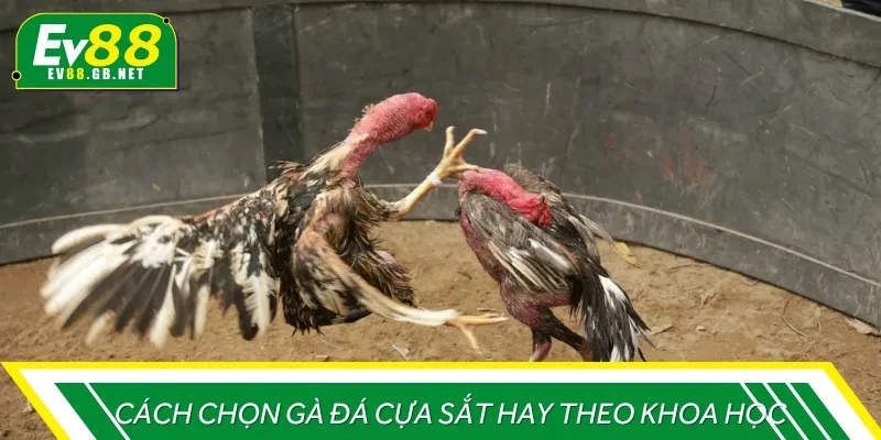 Áp dụng một số cách chọn gà đá hay sẽ giúp anh em tìm ra chiến kê tiềm năng