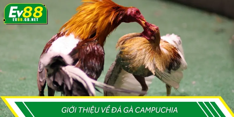 Một số thông tin giới thiệu chi tiết về đá gà Campuchia