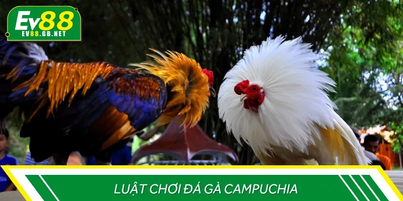 Luật thi đấu chọi gà Campuchia phổ biến đang được áp dụng