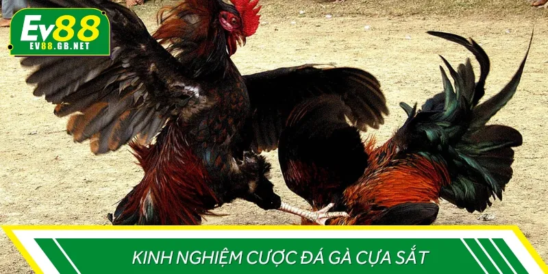 Các kinh nghiệm cược đá gà cựa sắt đảm bảo thu lợi nhuận lớn