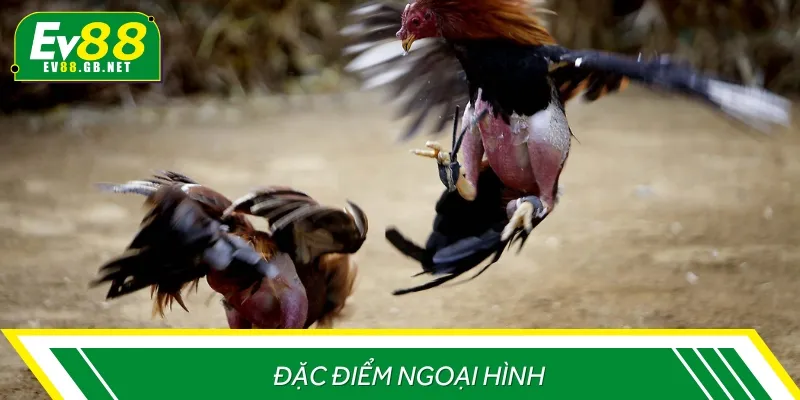 Đặc điểm nhận dạng gà Thái đá cựa sắt dễ dàng