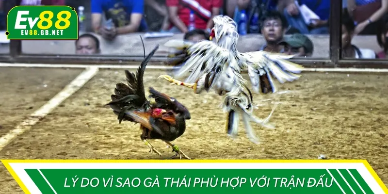 Một số lý do giải thích vì sao gà Thái phù hợp với trận đấu